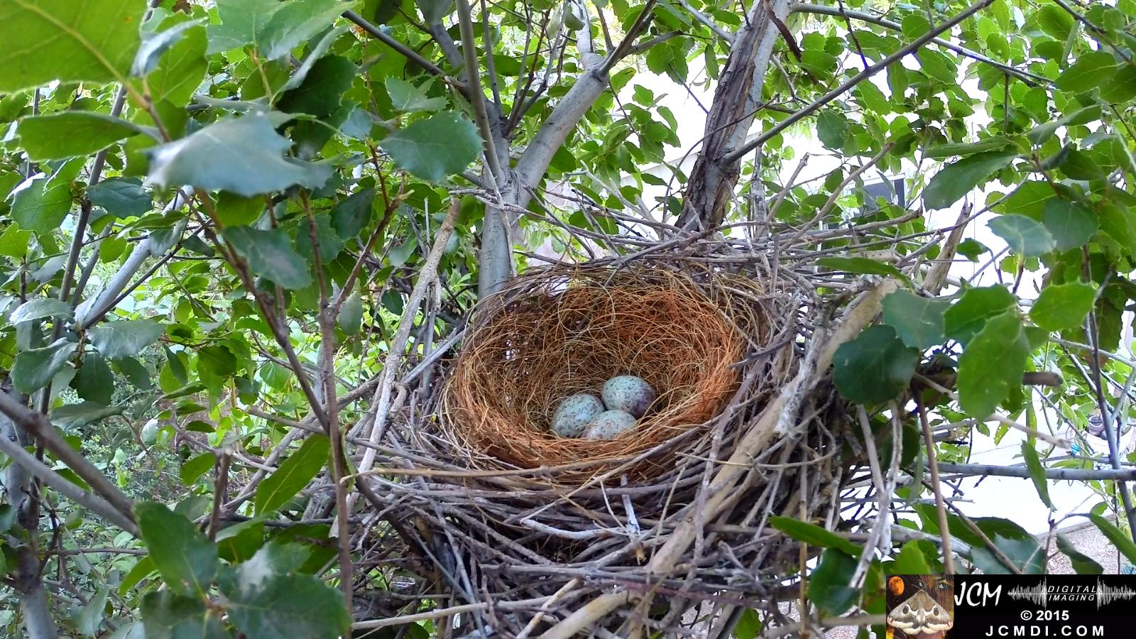 vacant nest with 3 eggs Documentary GoPro Hero3+ Black polecam 4-4-2015 Santa Clarita JCMDI.COM